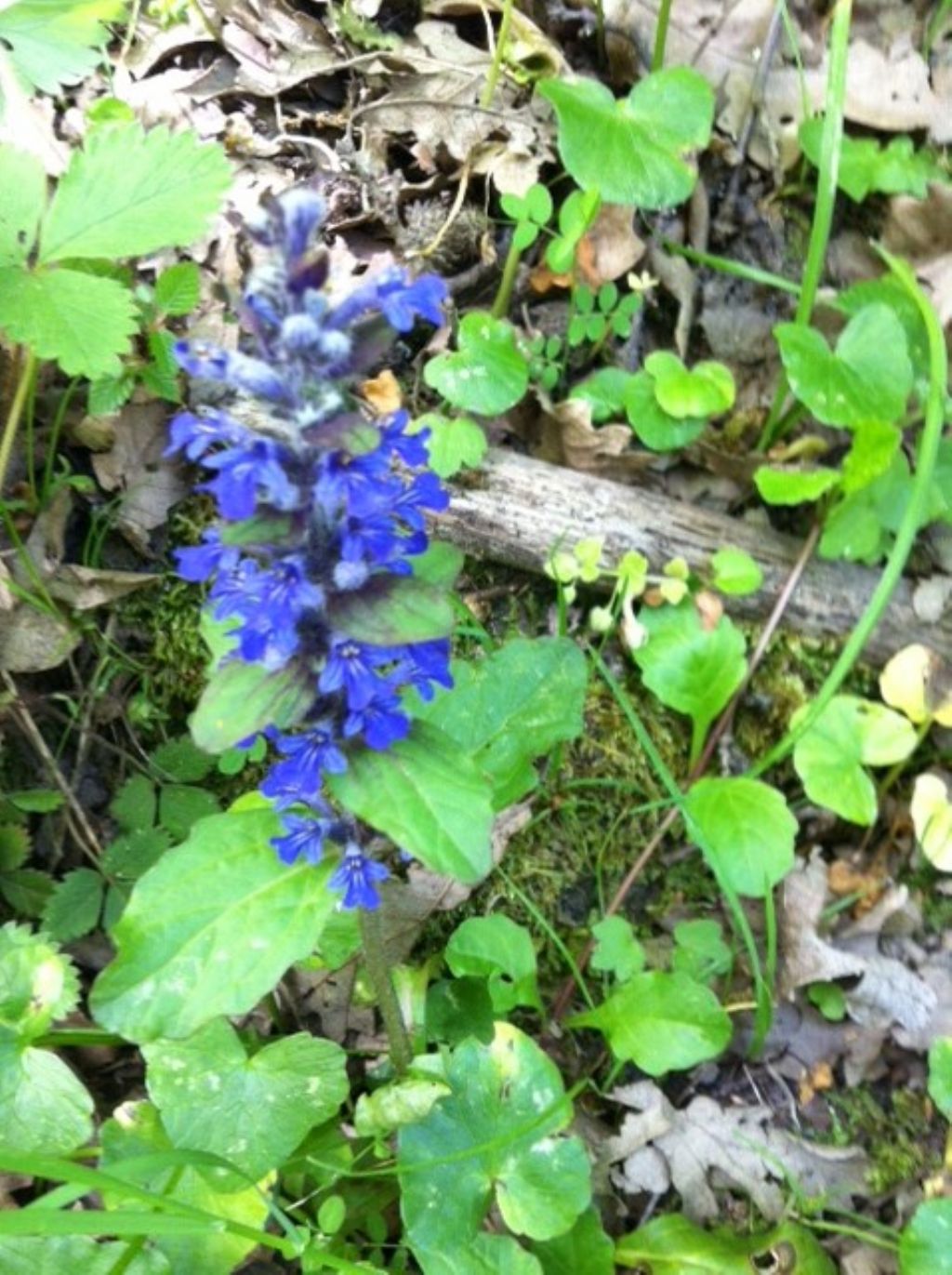 Ajuga sp.